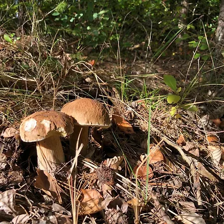 Dom Nad Jeziorem Trzy Tonie Apartment *