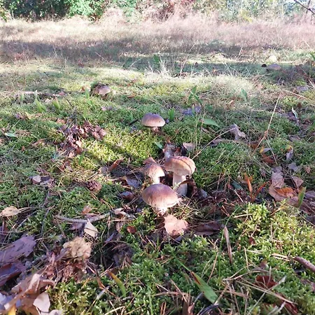 Apartment Dom Nad Jeziorem Trzy Tonie Silna Nowa