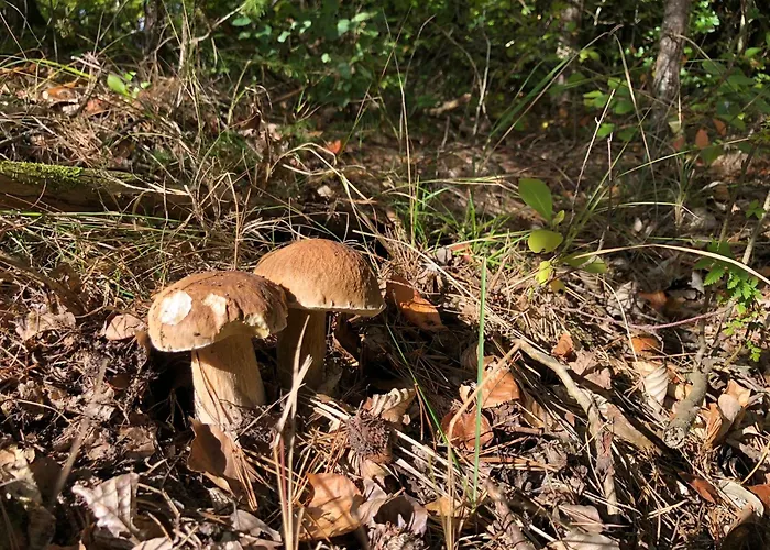 Dom Nad Jeziorem Trzy Tonie Apartament *