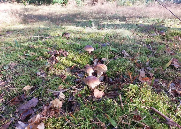 Apartament Dom Nad Jeziorem Trzy Tonie Silna Nowa